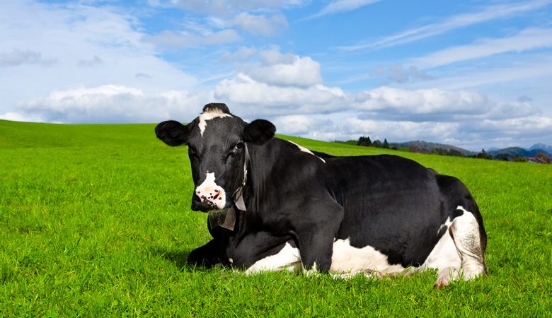 Bem-Estar Animal na Pecuária de Corte: Produtividade, Manejo e o Que Realmente Faz Diferença