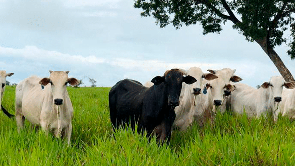 Cria, Recria ou Engorda: Qual Sistema de Produção Faz Mais Sentido Para Sua Fazenda?