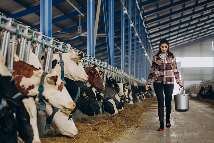 Nutrição Bovina: Mitos e Curiosidades que Você Precisa Conhecer