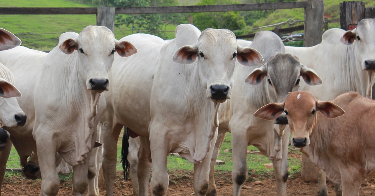 Tipos de Pecuária: Qual o seu Sistema? Entenda as Diferenças e Veja Onde Melhorar